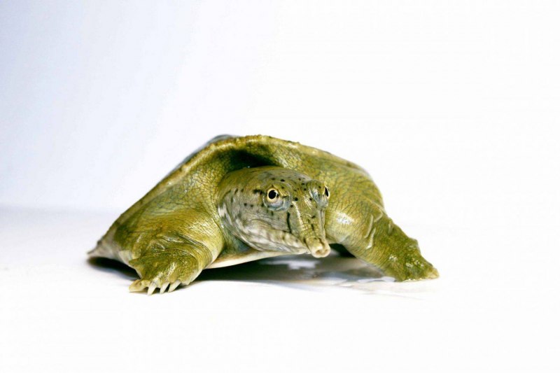 Дальневосточная черепаха Trionyx sinensis
