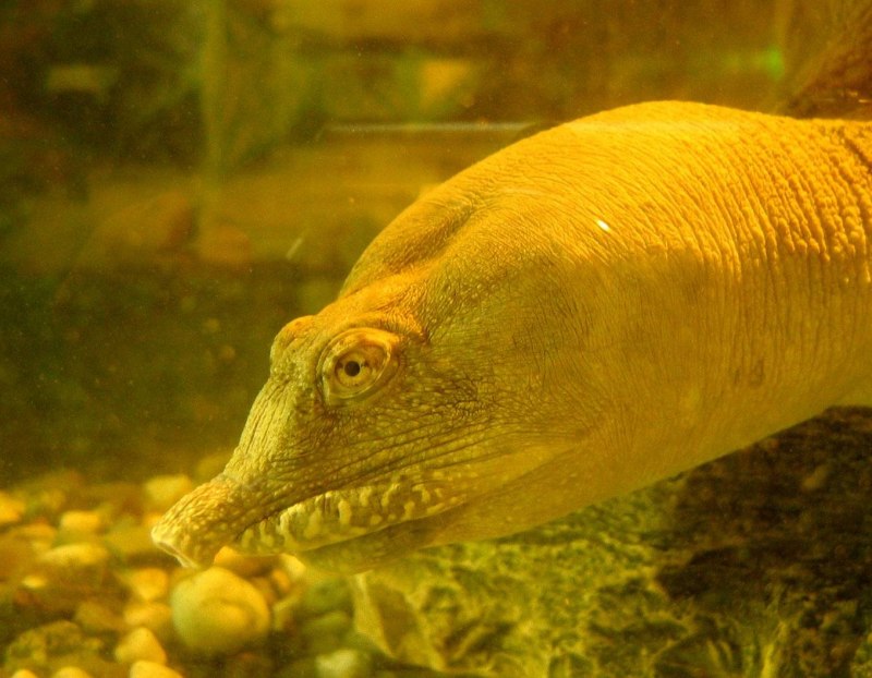 Дальневосточная черепаха Trionyx sinensis