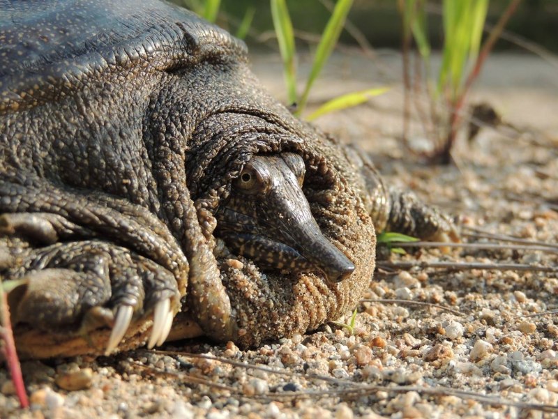Дальневосточная черепаха Trionyx sinensis