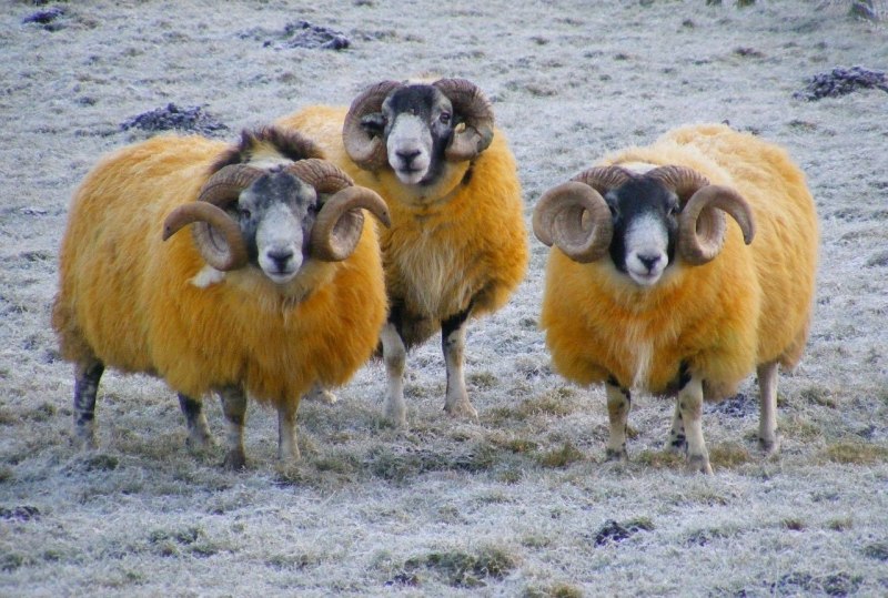 Овцы с длинными ушами