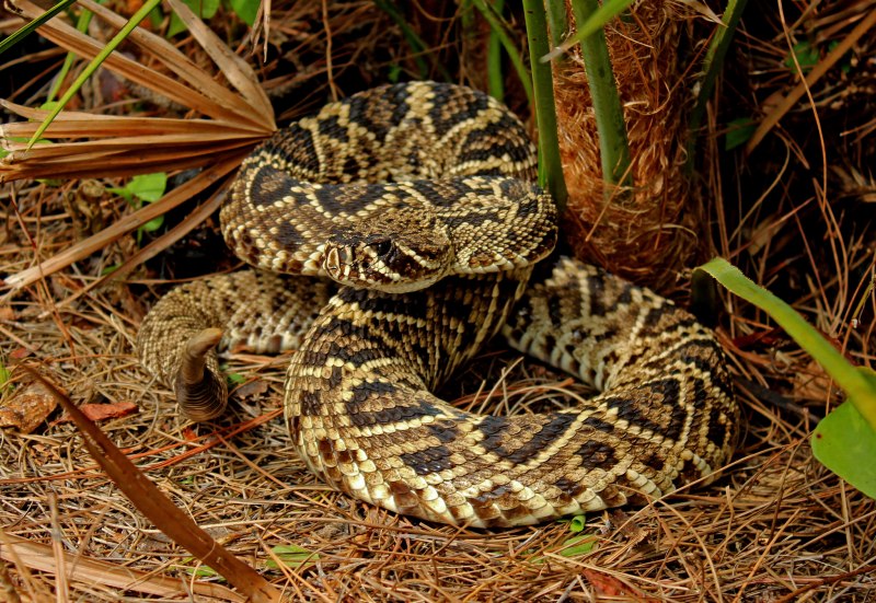 Техасский гремучник Crotalus Atrox