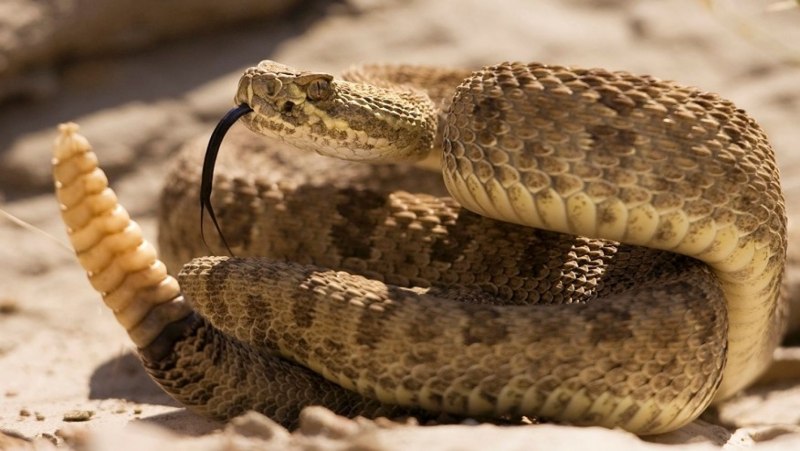 Crotalus adamanteus