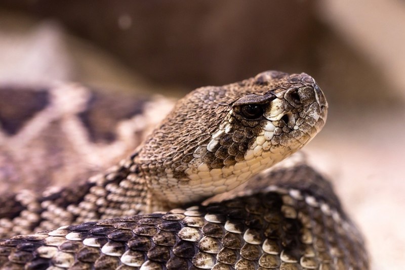 Diamondback Rattlesnake