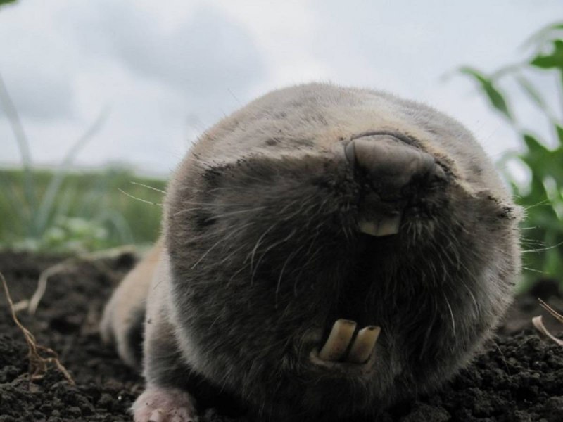 Обыкновенный слепыш (Spalax microphthalmus)