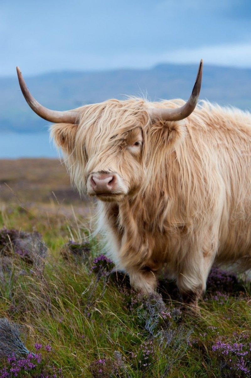 Scottish Highlands Cows