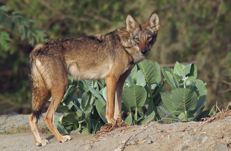 Canis Lupus pallipes