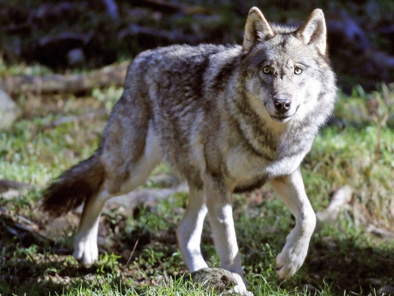 Волк - canis Lupus l.