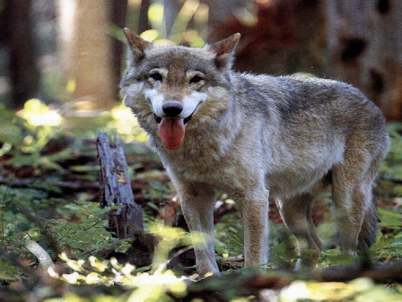 Canis Lupus cubanensis