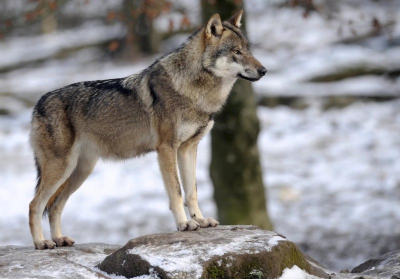 Canis Lupus pallipes