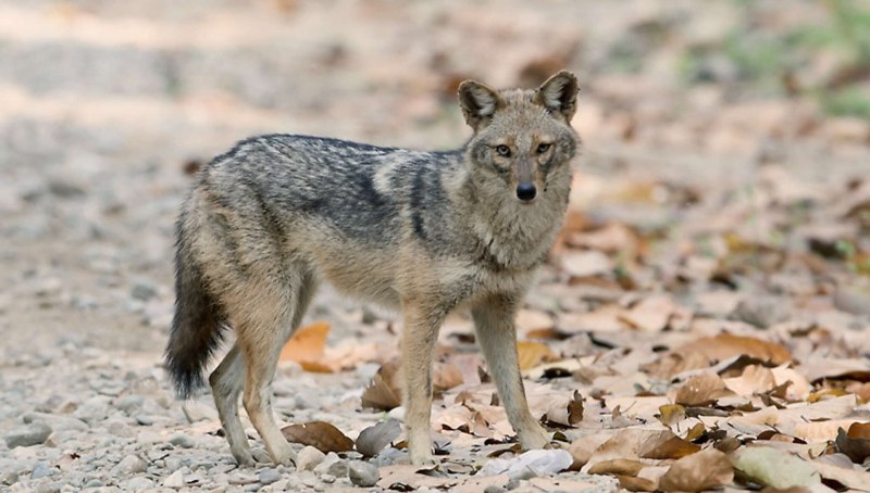 Аравийский волк canis Lupus arabs
