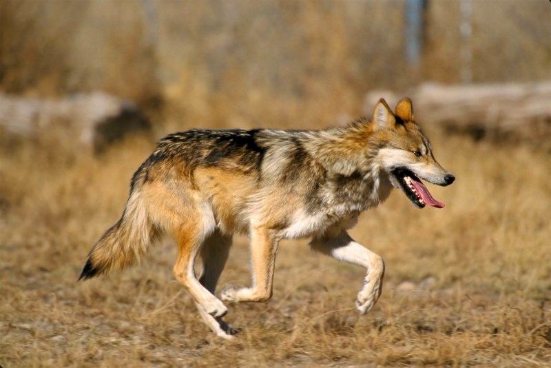 Canis Lupus pallipes
