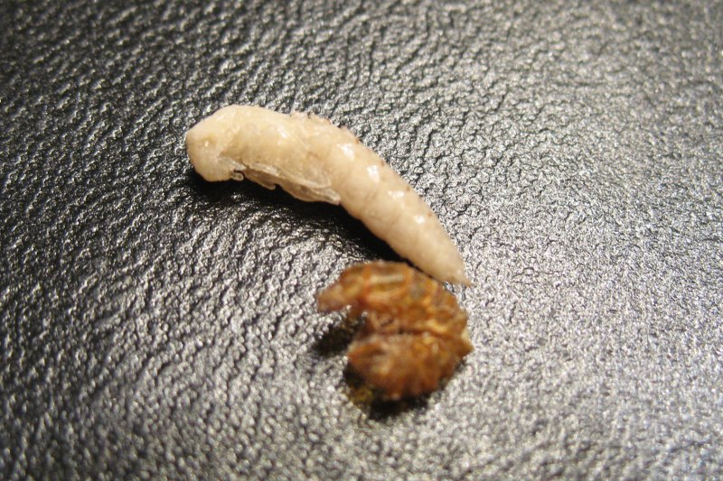 Mealworm личинки