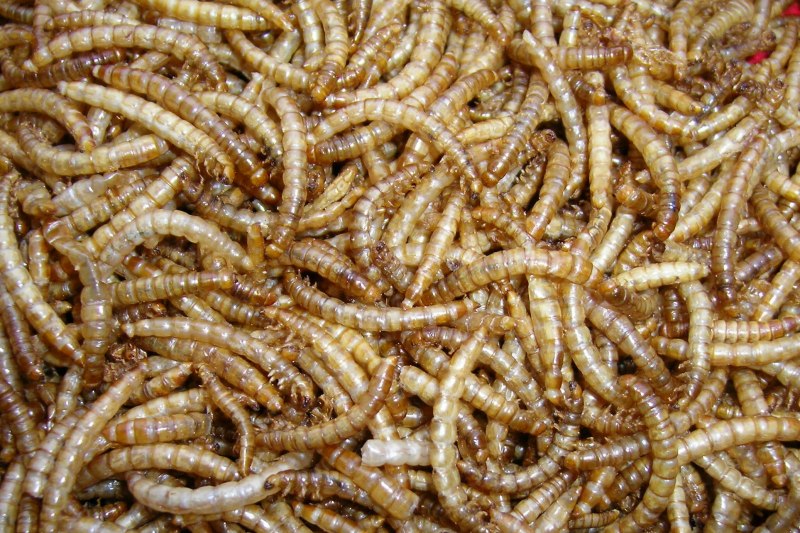 Mealworm личинки