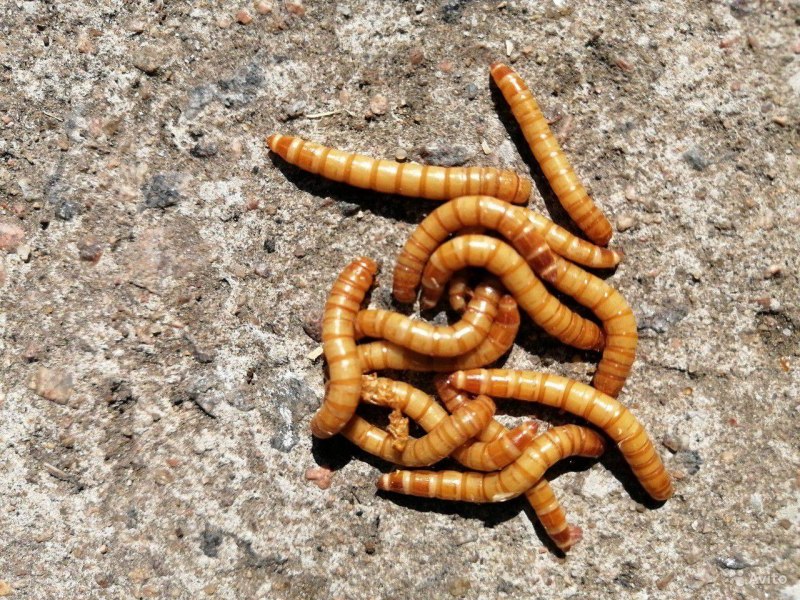 Личинка мучного червя (59 фото)