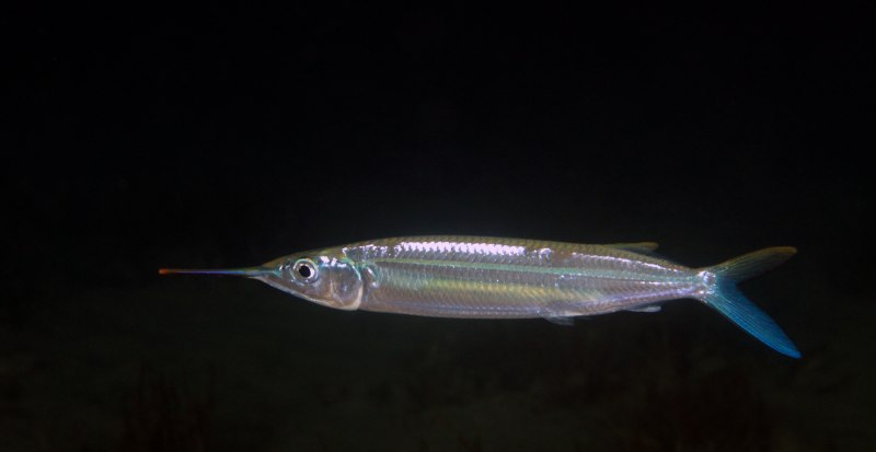 Сарган Garfish вектор