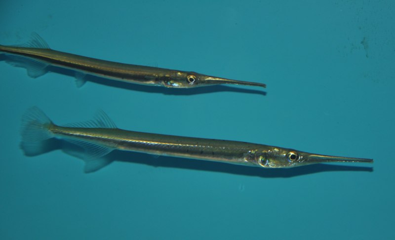 Hemiramphus Brasiliensis