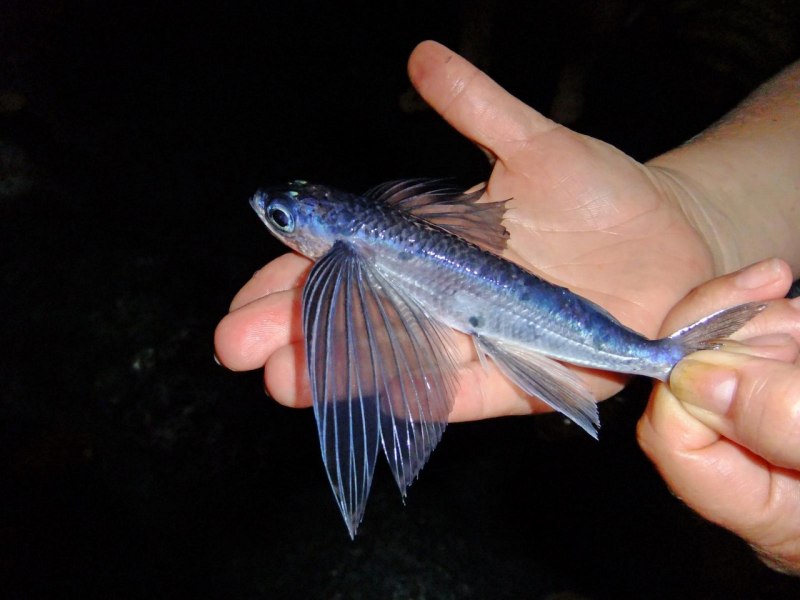 Cololabis Saira