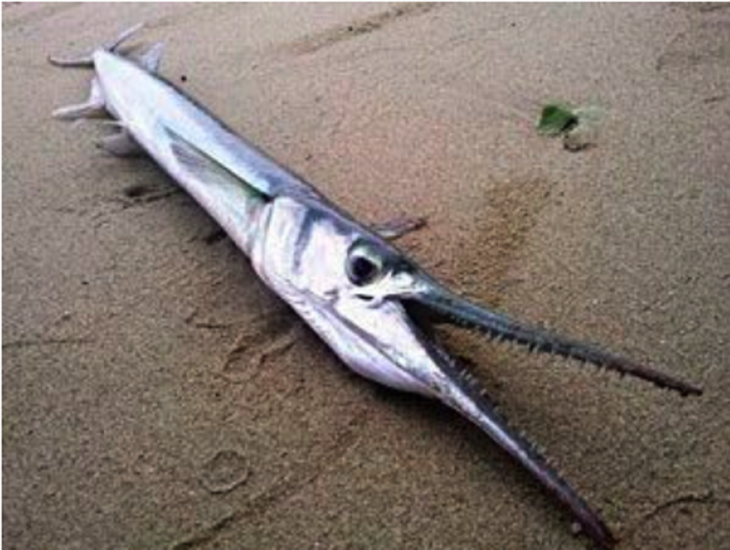 Рыба игла черное море Сарган