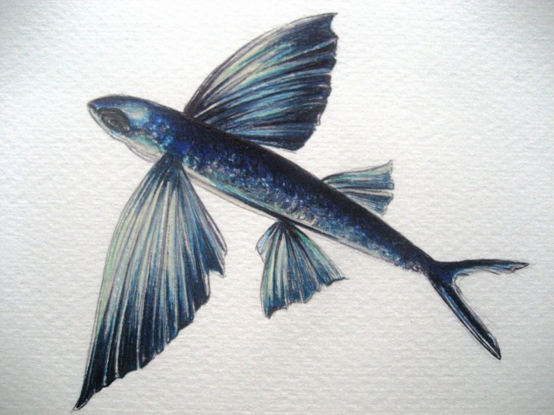 Хирург - мата, s /Acanthurus Mata