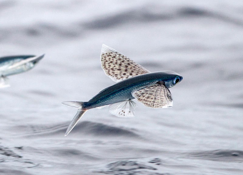 Stenogobius mekongensis