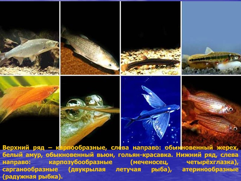 Номорамфус Лима