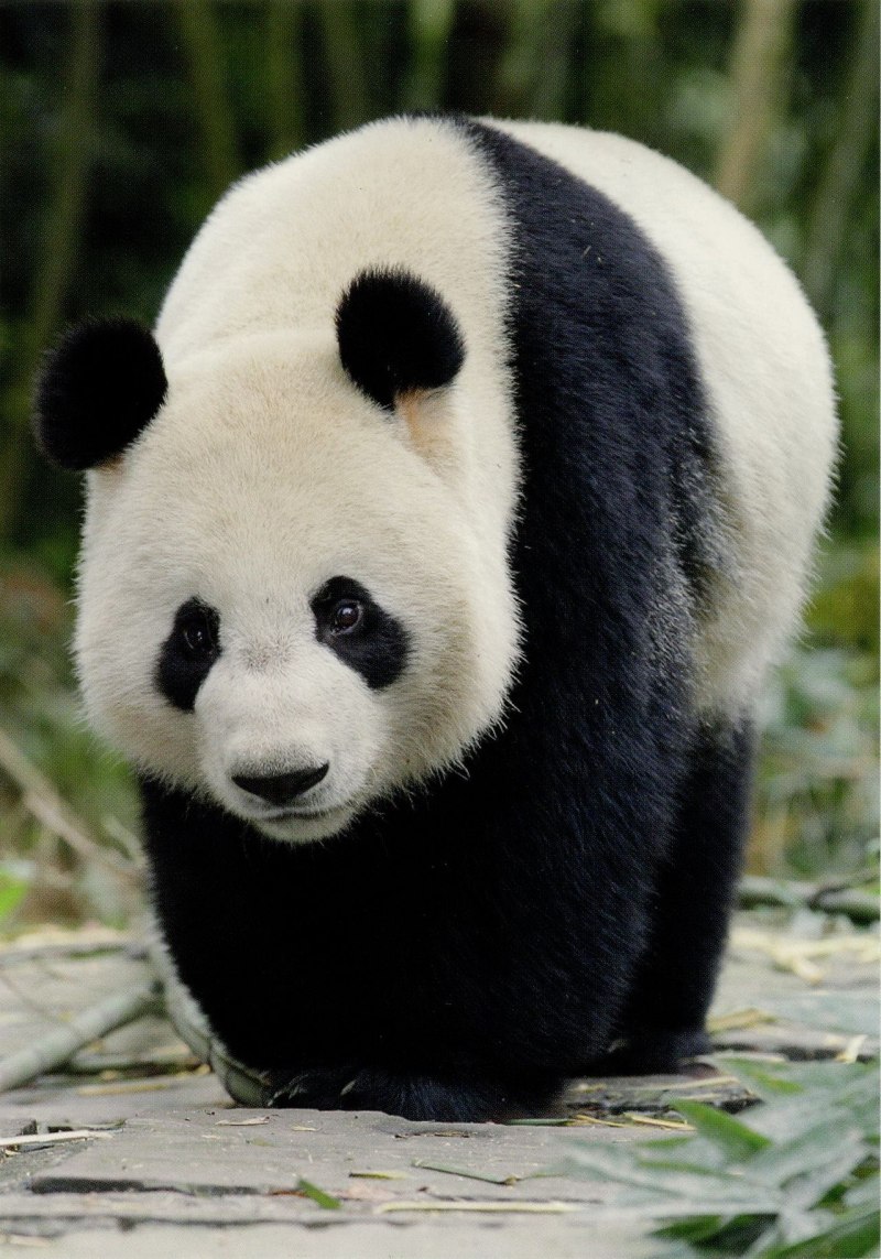 Giant Pandas