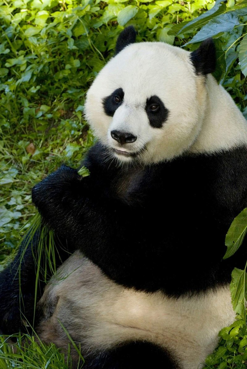 Очковая панда (66 фото)