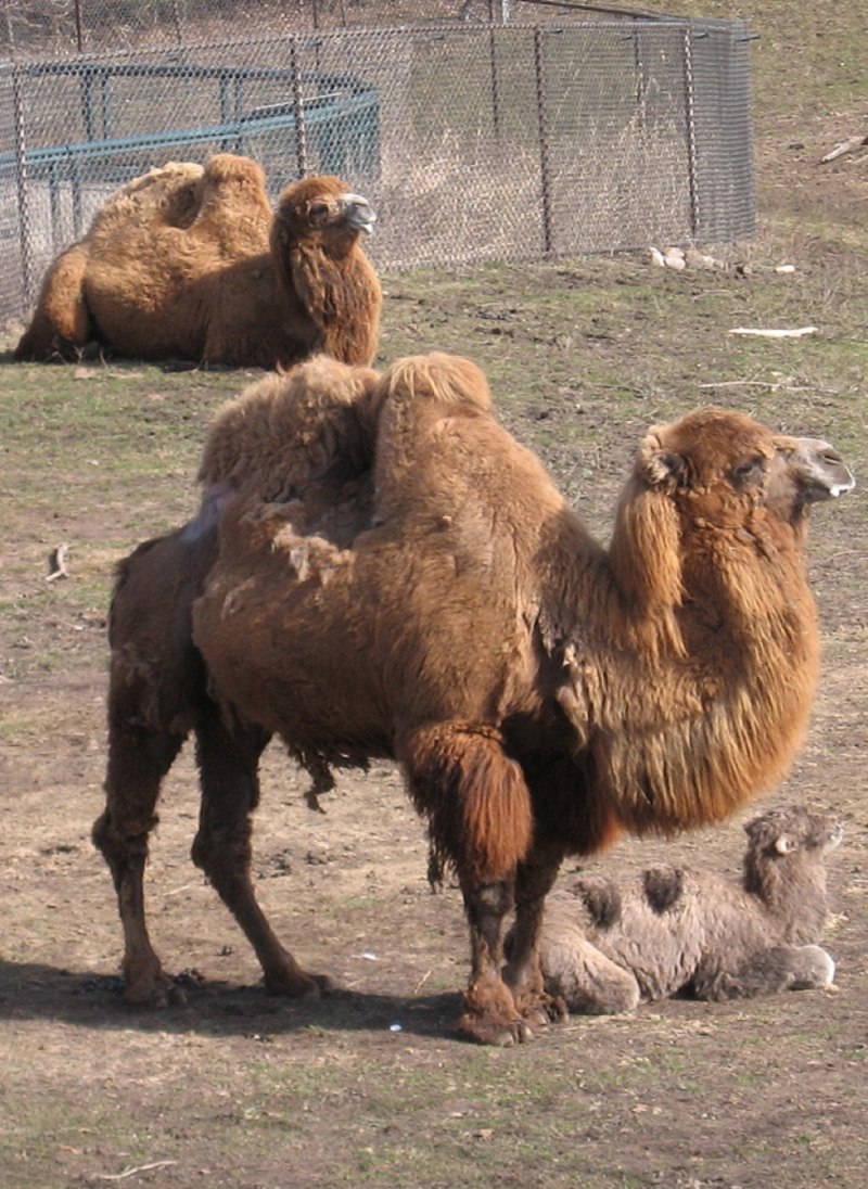 Карликовый верблюд (51 фото)