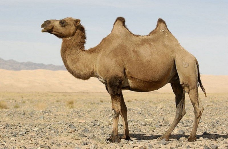 Двугорбый верблюд Bactrian Camel (Camelus bactrianus)