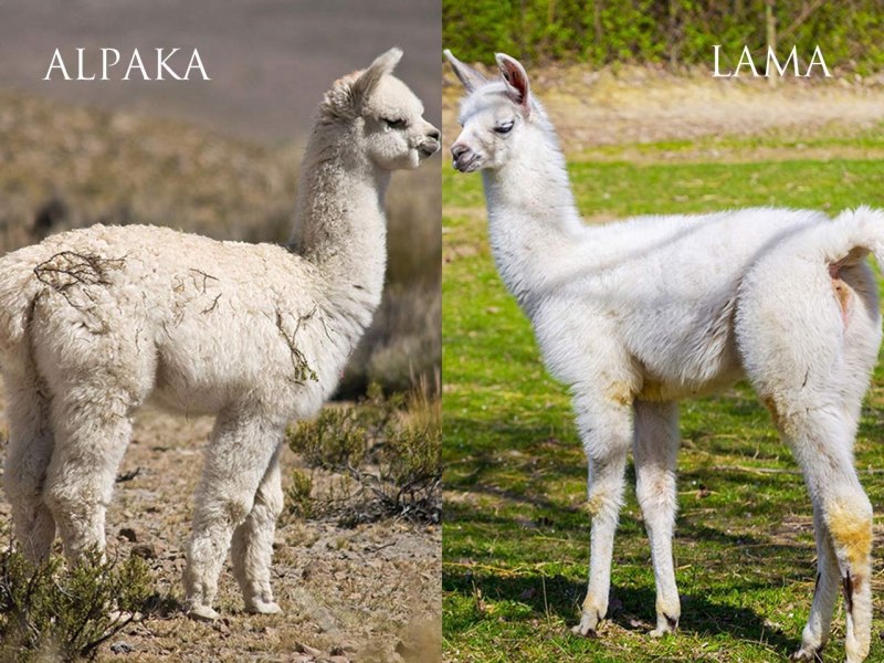 Лама альпака гуанако