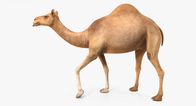 Camel 3.5