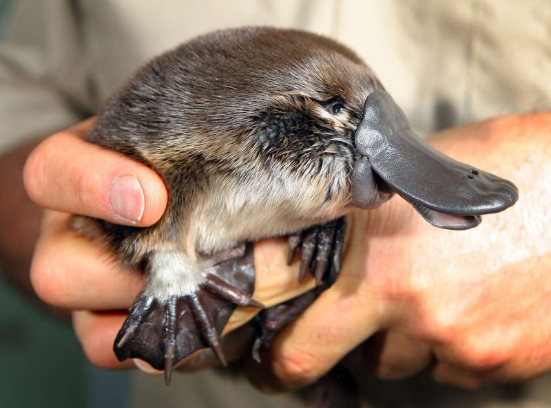 Ornithorhynchus anatinus