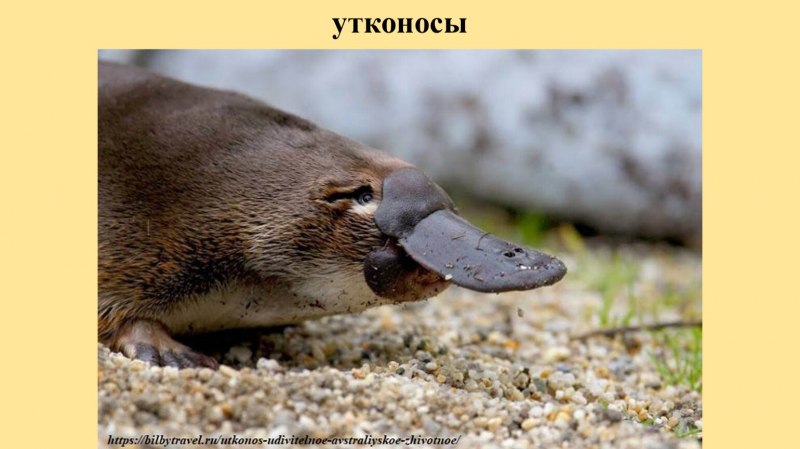 Половые органы самца ехидны