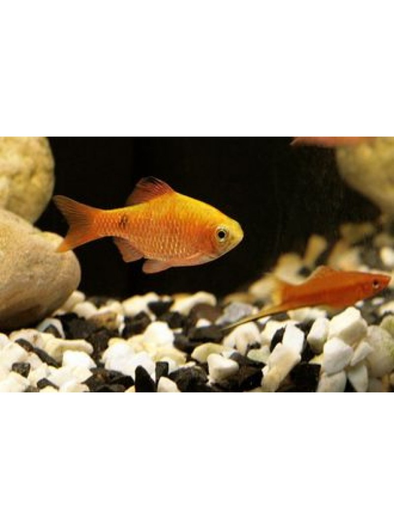 Pethia conchonius