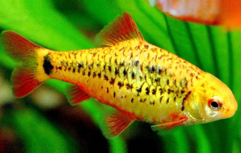Барбус Ореихтис oreichthys crenuchoides