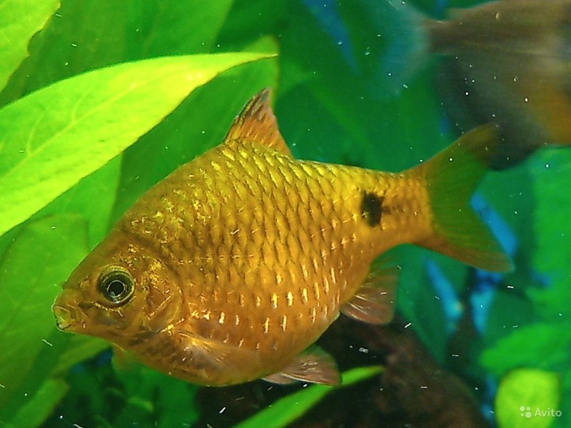 Барбус Шуберта Barbus semifasciolatus schuberti