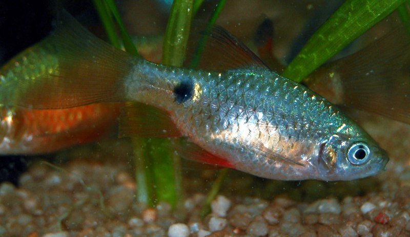 Барбус Огненный неоновый (Pethia conchonius) м (3,5-4,5 см)