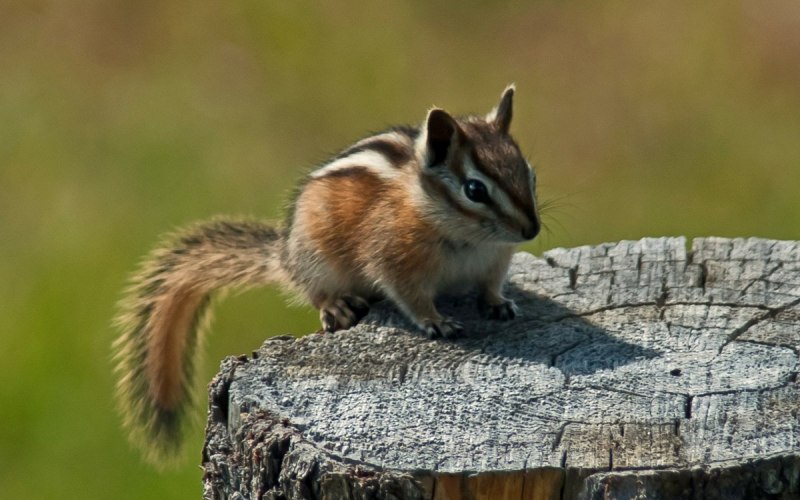 Eutamias sibiricus