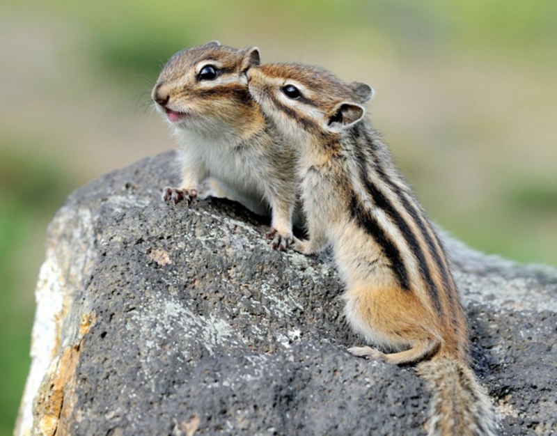 Восточный бурундук (Tamias striatus