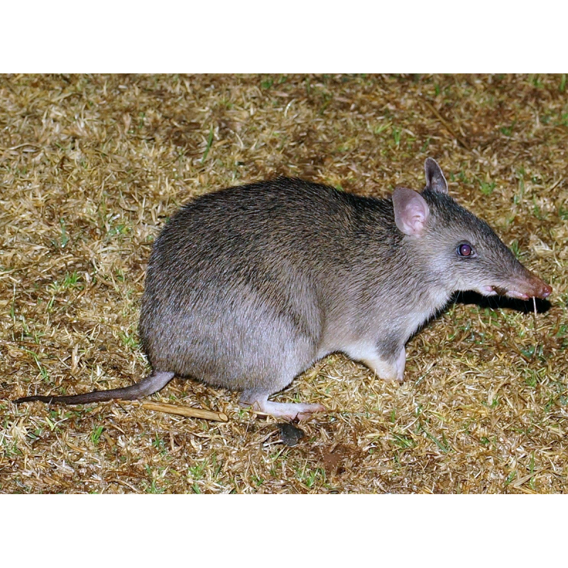 Eastern barred Bandicoot