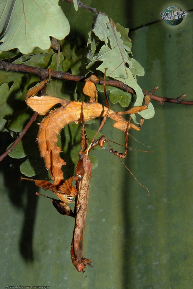 Extatosoma tiaratum нимфы