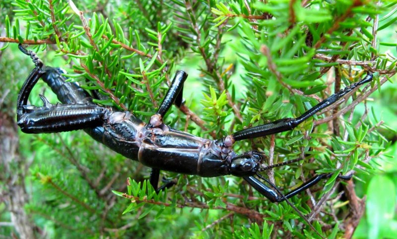 Кордильерский палочник