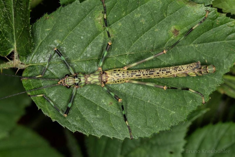 Myrmecoris gracilis