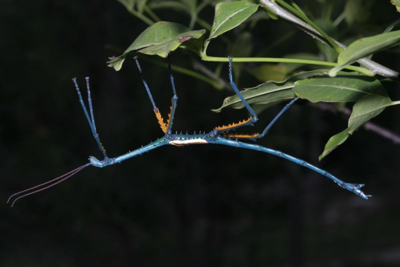 Палочник Extatosoma tiaratum