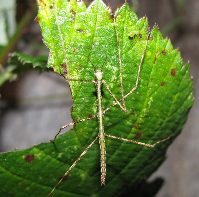 Палочник Гермагорас (Hermagoras foliopeda)
