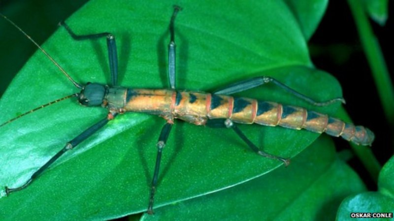 Baculum extradentatum - аннамский палочник