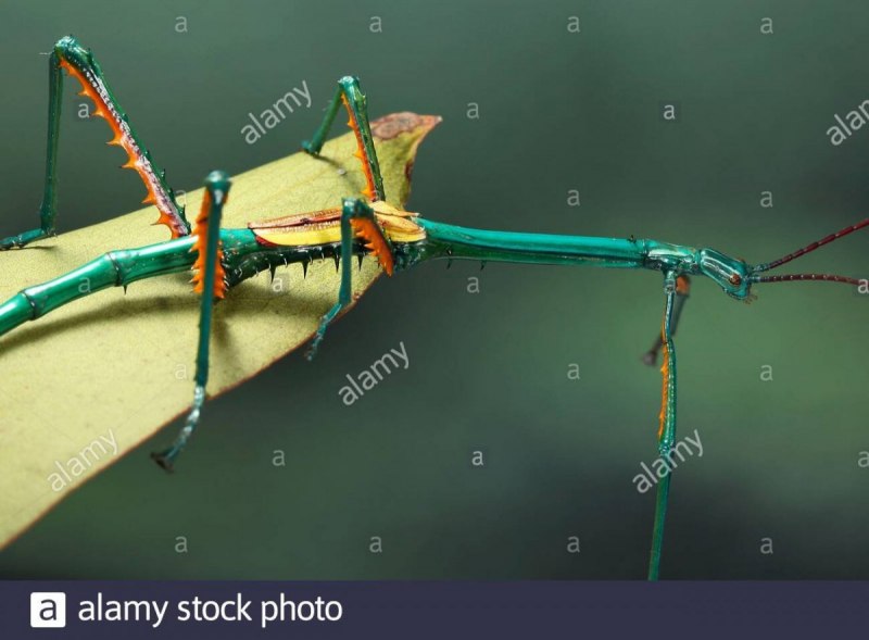 Австралийский палочник