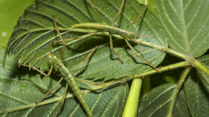 Палочник Achrioptera fallax
