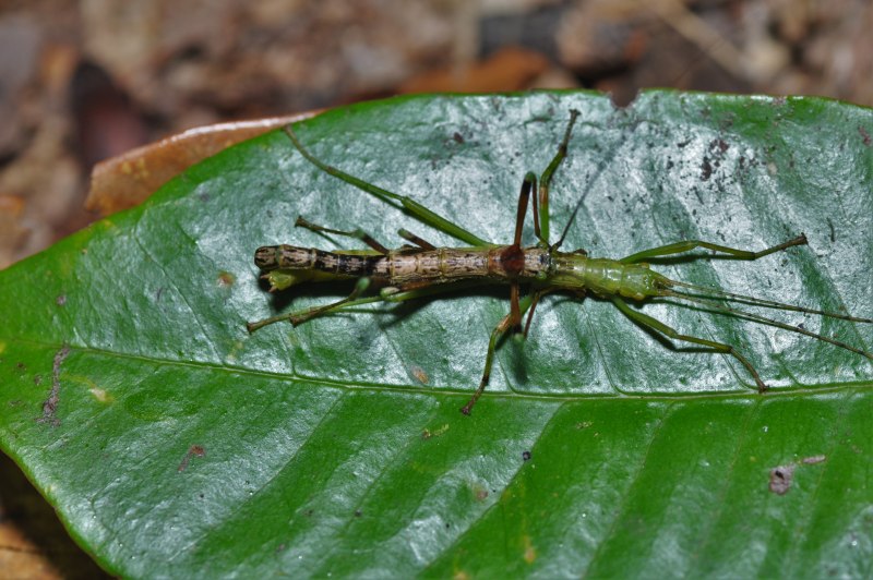 Палочник Extatosoma tiaratum