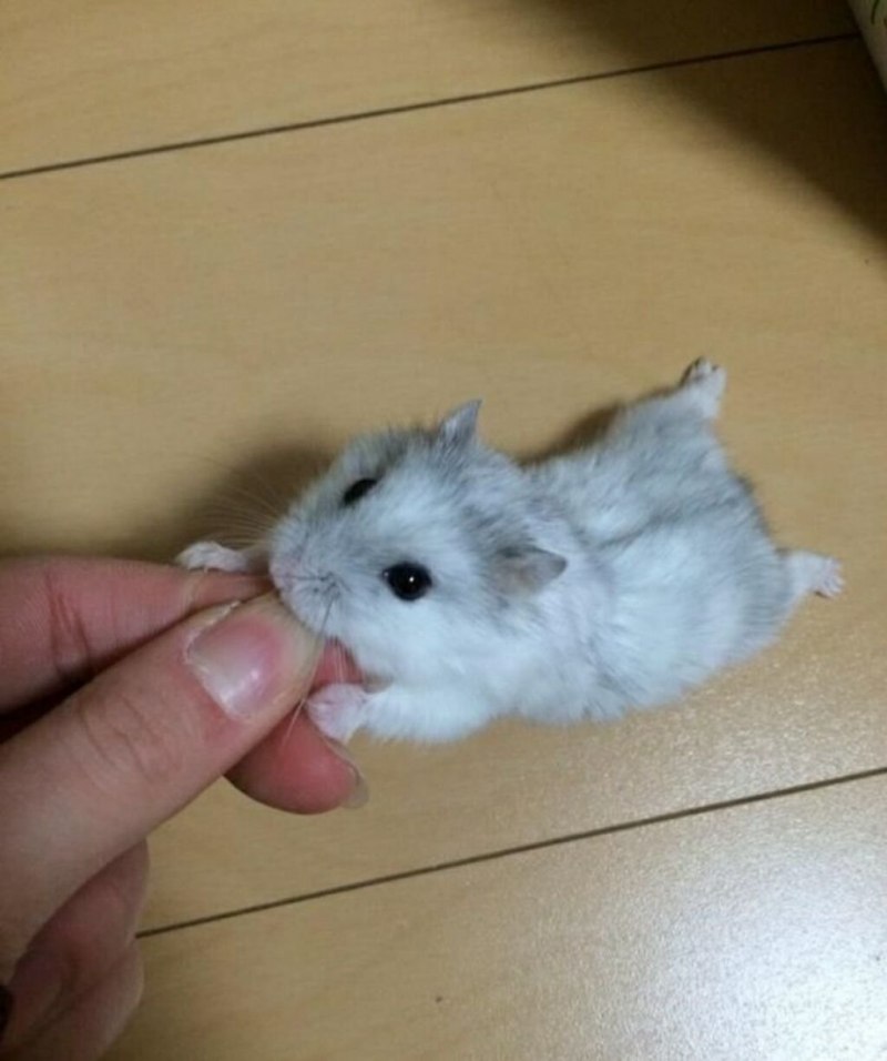 Джунгарский хомяк Хома